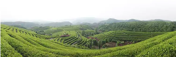 matcha China matcha China